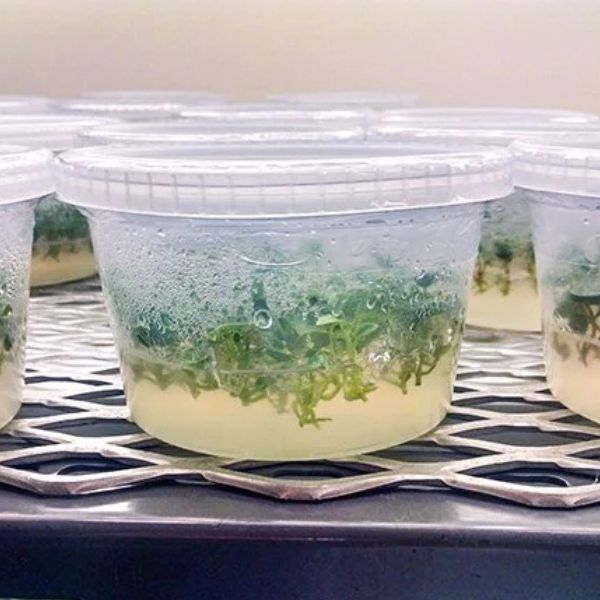 Stage II Micropropagated Plantlet